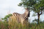 safrica03_image17.jpg
